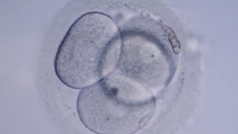 Biologie de la reproduction et cytogénétique