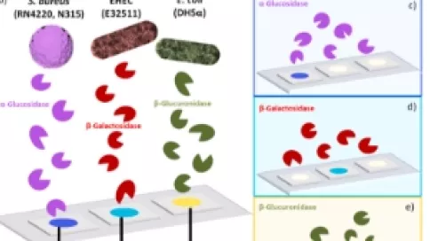 Visuel axe 1 - Schematic of color-encoded sensor hydrogel for multiplexed bacterial enzyme differentiation and bacteria detection with the listed bacterial strains